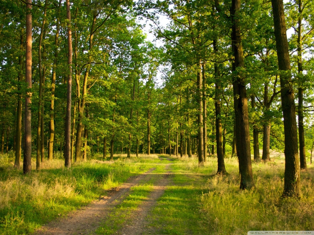 Summer Forest Wallpaper 4k - HD Wallpaper 
