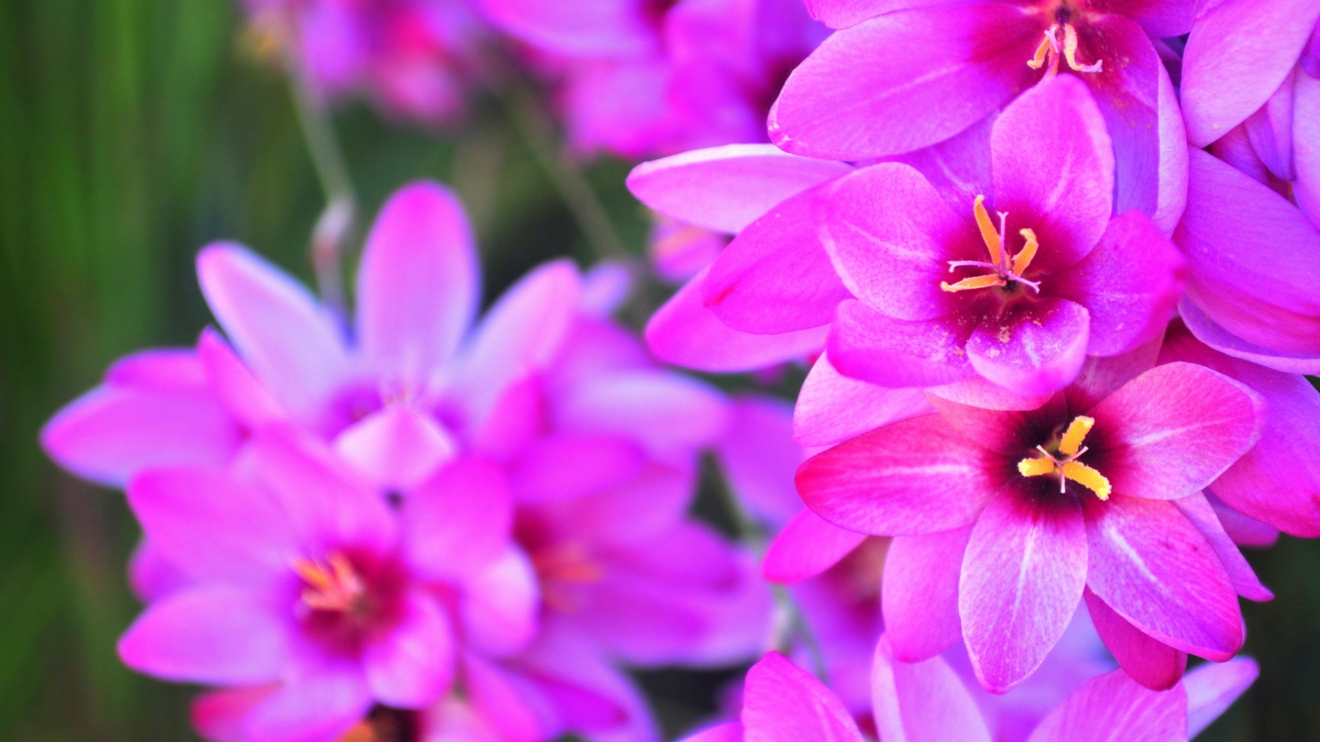 Vibrant Pink Flower Background - HD Wallpaper 