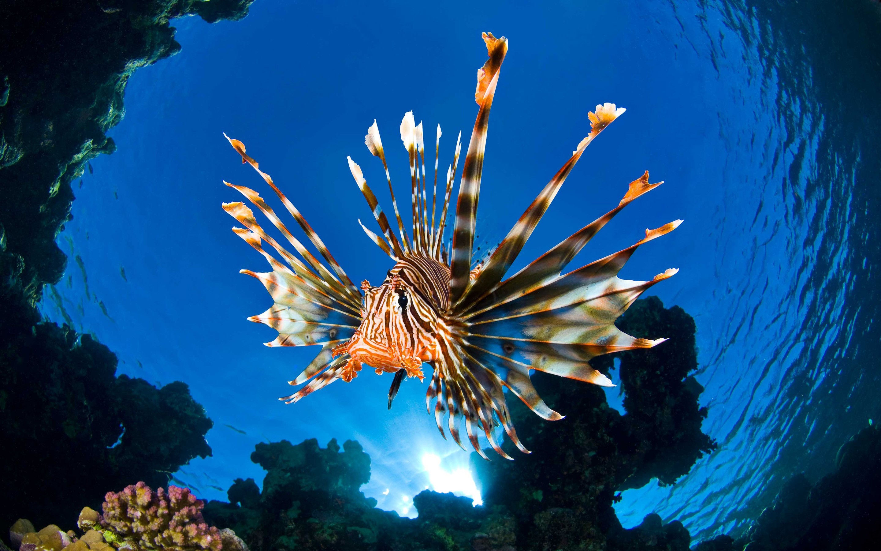 2880x1800, Sea Underwater Fish Oceans Corals Nature - Lionfish Wallpaper Hd - HD Wallpaper 
