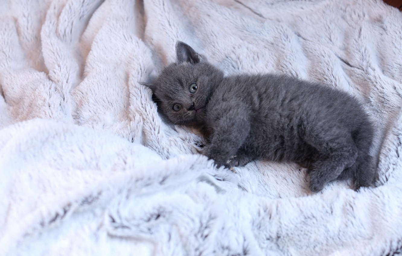 Photo Wallpaper Cat, Look, Pose, Kitty, Grey, Background, - Chartreux - HD Wallpaper 