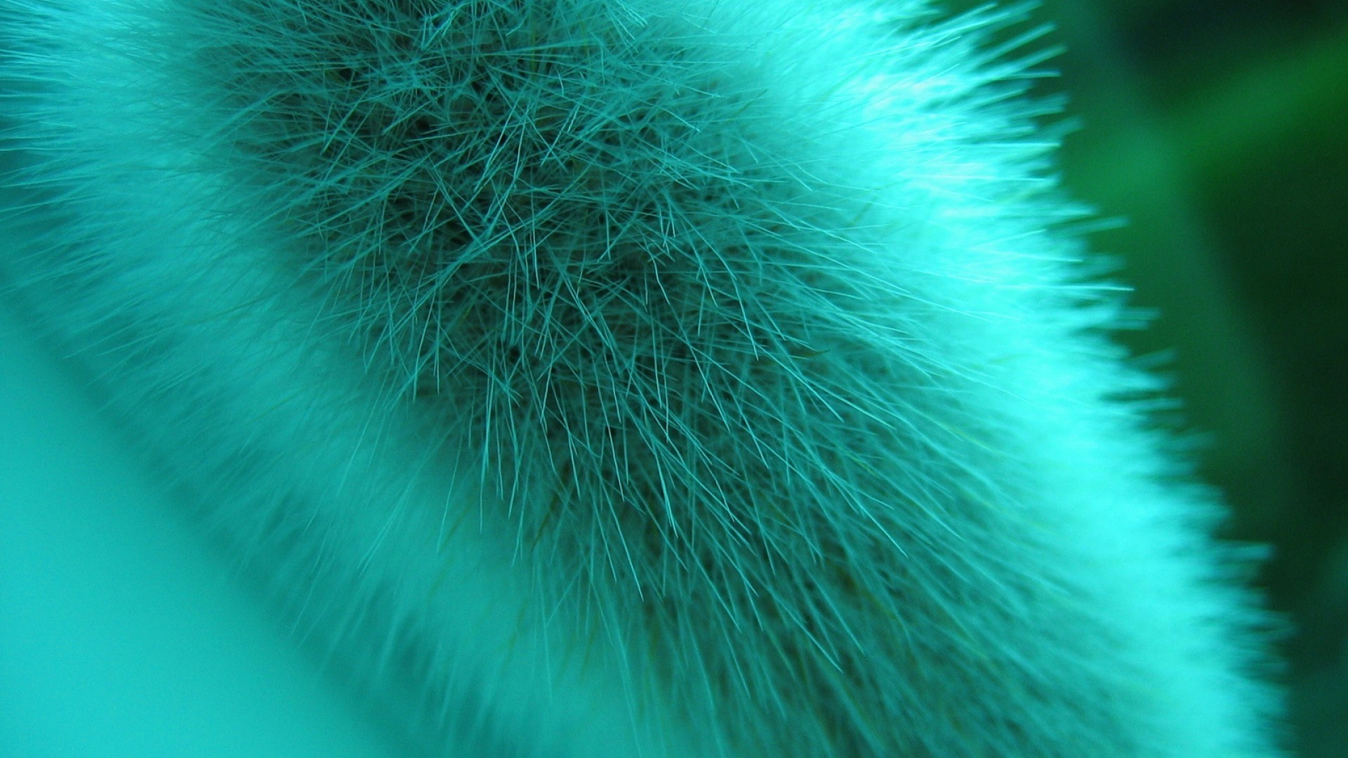 1920x1080, Fluff, Fur, Light 
 Data Id 210928 
 Data - High Quality - HD Wallpaper 