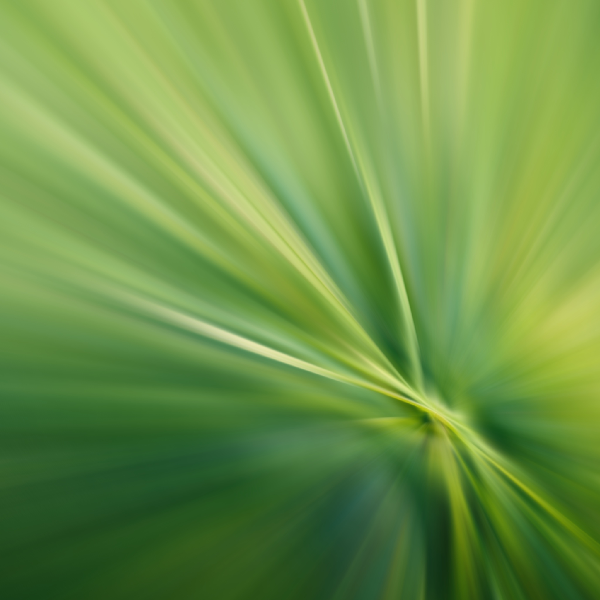 Blurred-grass - Close-up - HD Wallpaper 