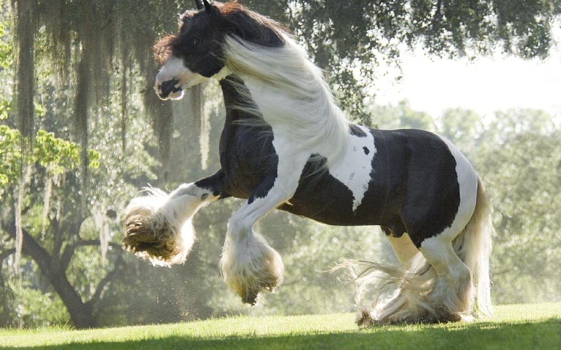 Clydesdale Backgrounds - HD Wallpaper 