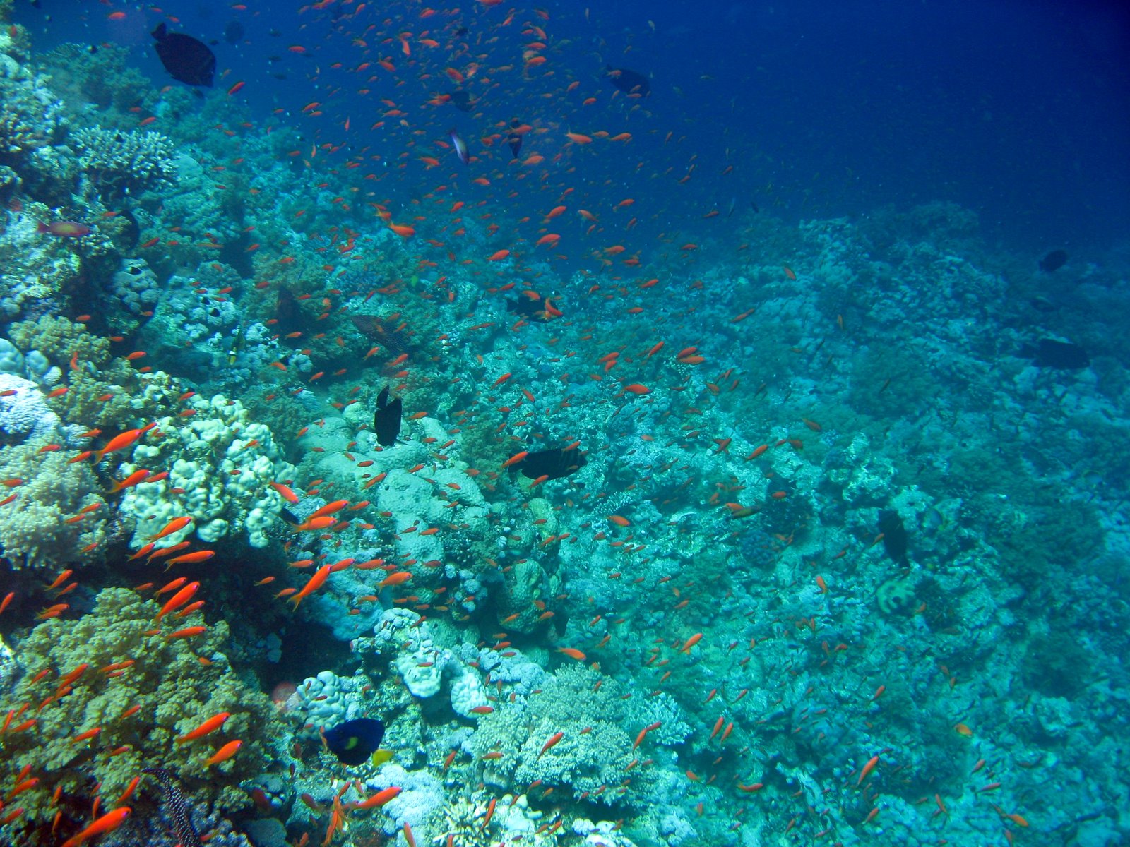 Underwater Life - HD Wallpaper 