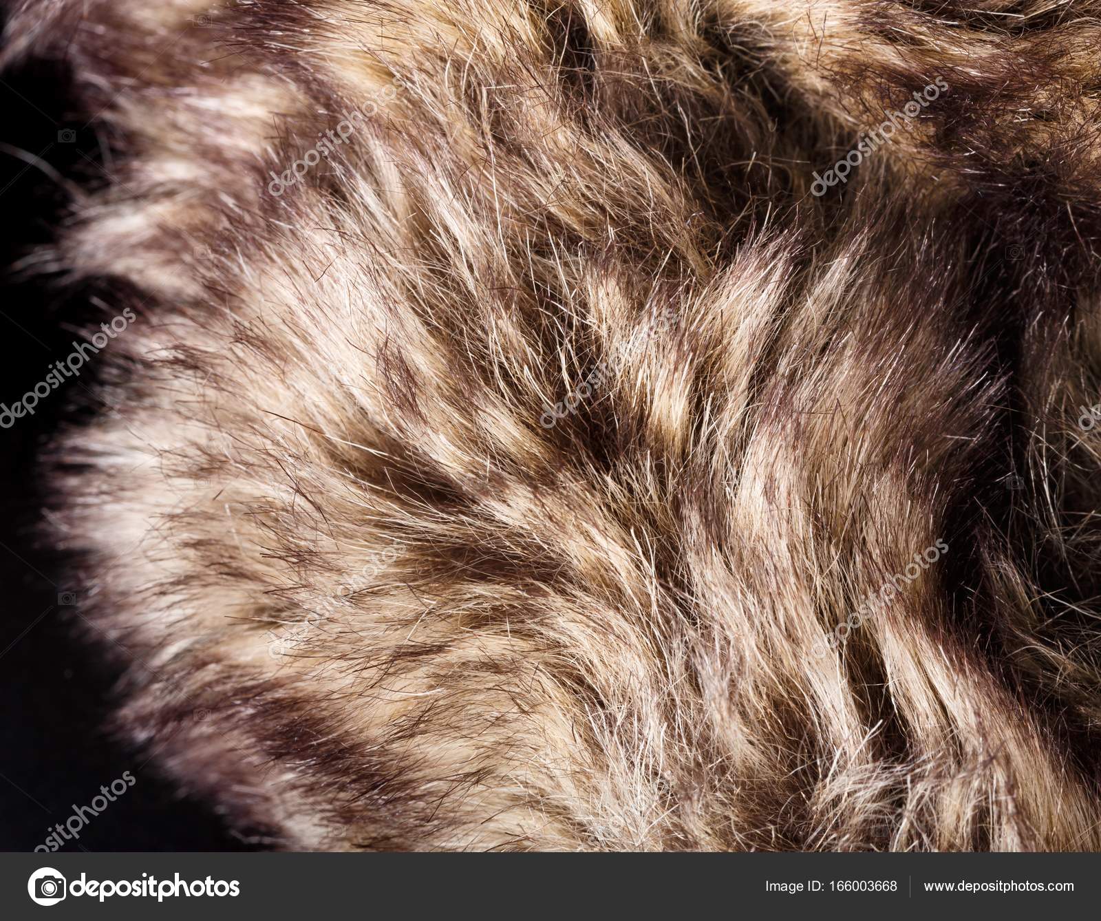 Ferret - HD Wallpaper 