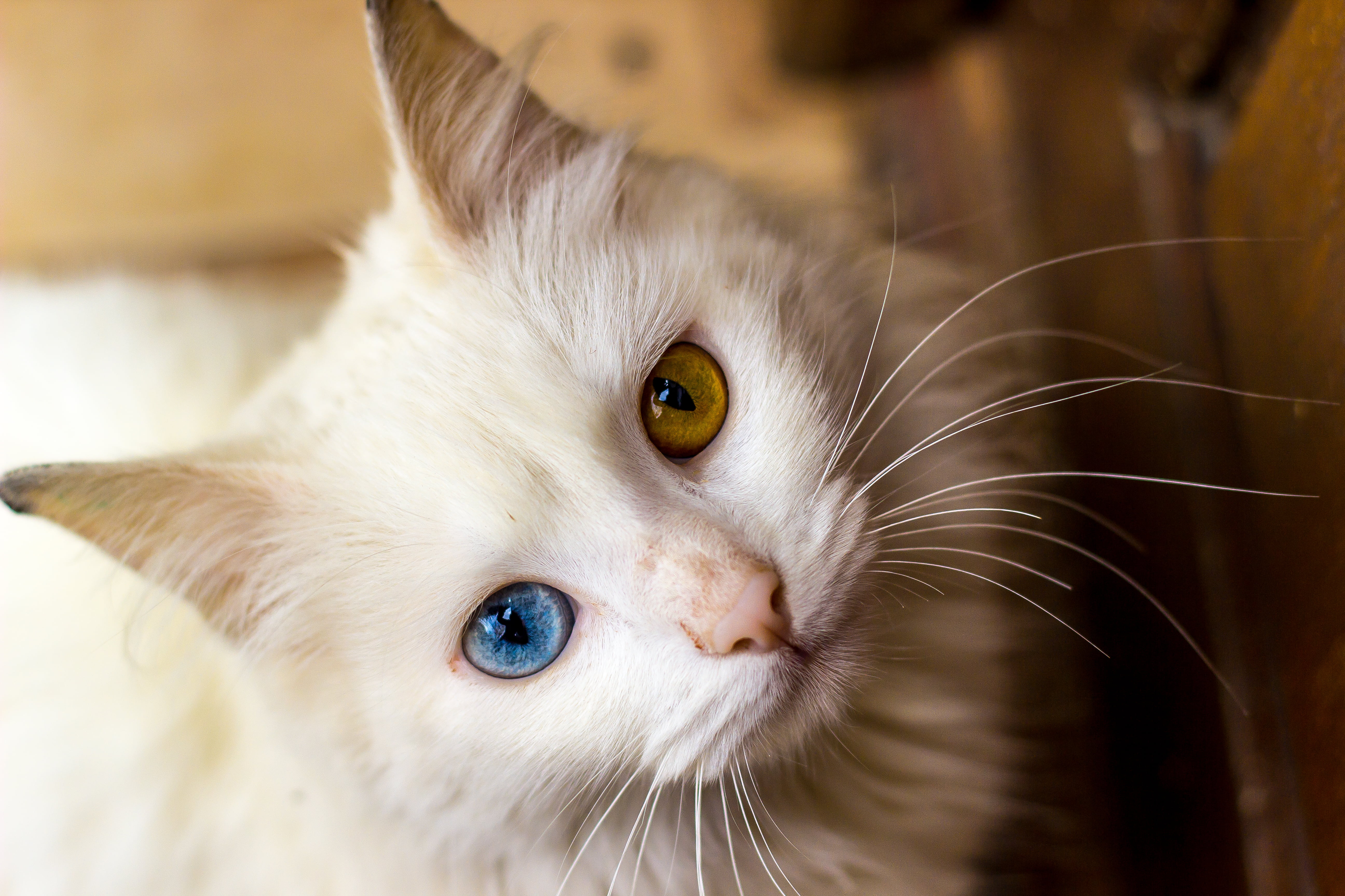 Cat With Brown And Blue Eyes - HD Wallpaper 