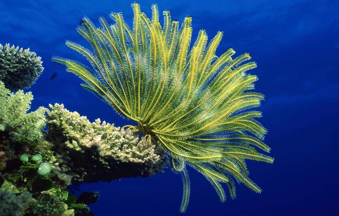 Photo Wallpaper Underwater, Sea, Ocean, Life, Marine, - Corals Hd - HD Wallpaper 
