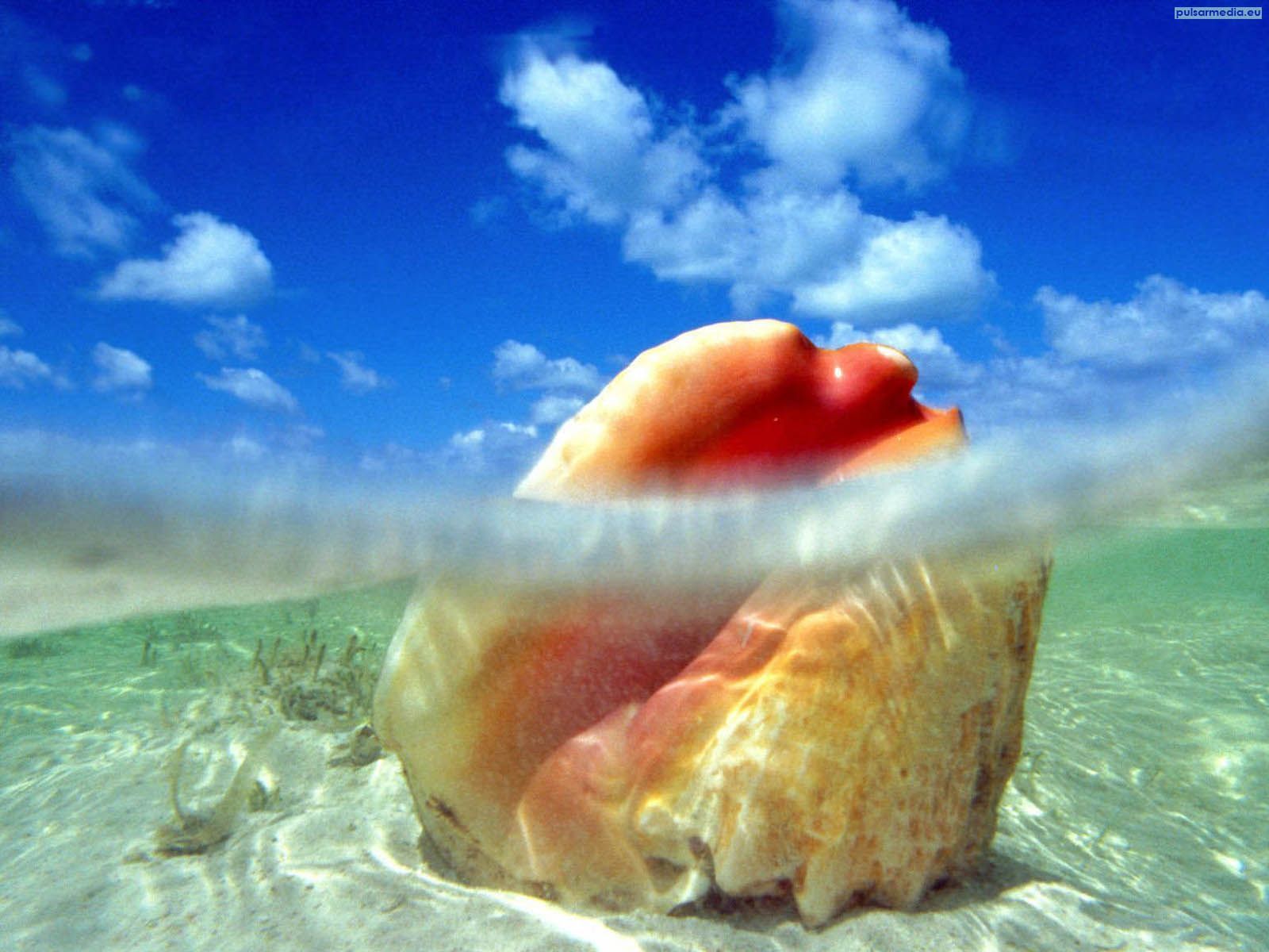 Marine Life Wallpapers - Beautiful Pic Of The Bahamas - HD Wallpaper 