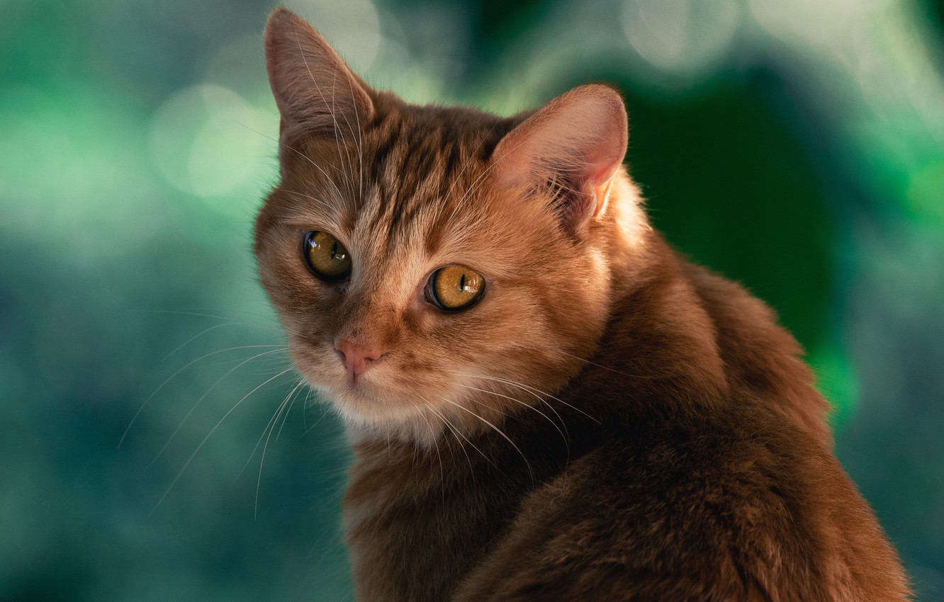 Photo Wallpaper Cat, Cat, Look, Background, Red, Muzzle, - Arabian Mau - HD Wallpaper 