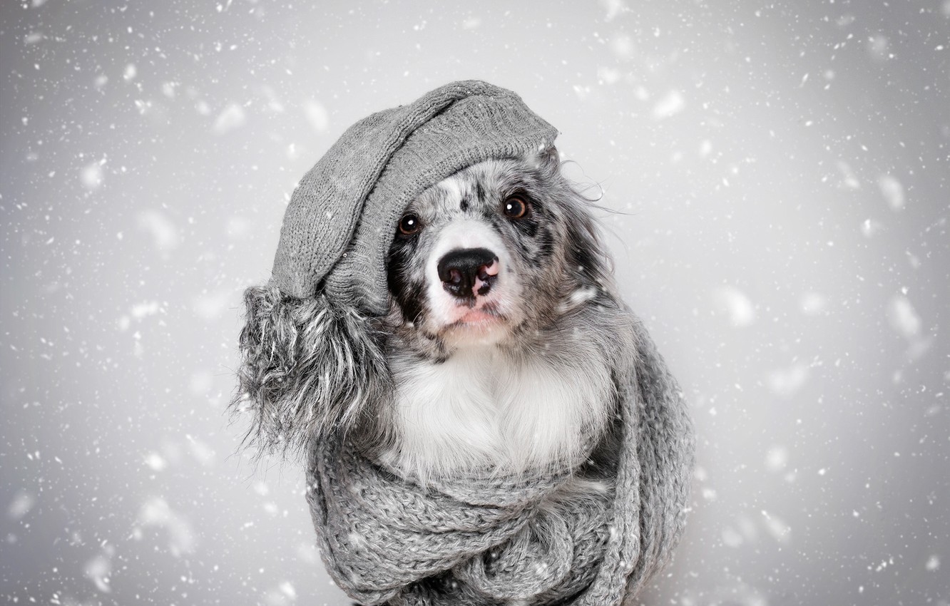 Photo Wallpaper Winter, Look, Face, Snow, Heat, Grey, - Australian Shepherd - HD Wallpaper 