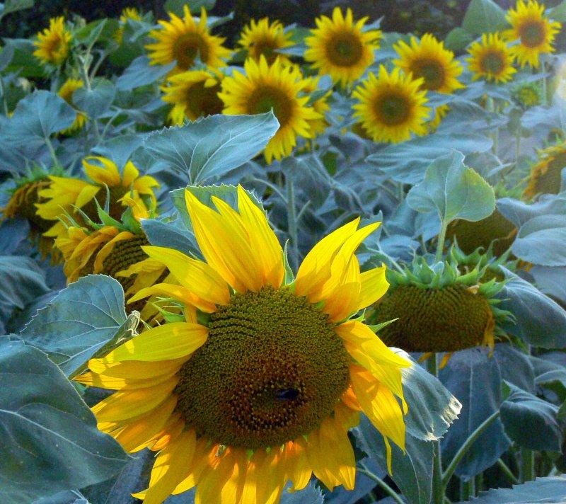 Flowers Clarity - HD Wallpaper 