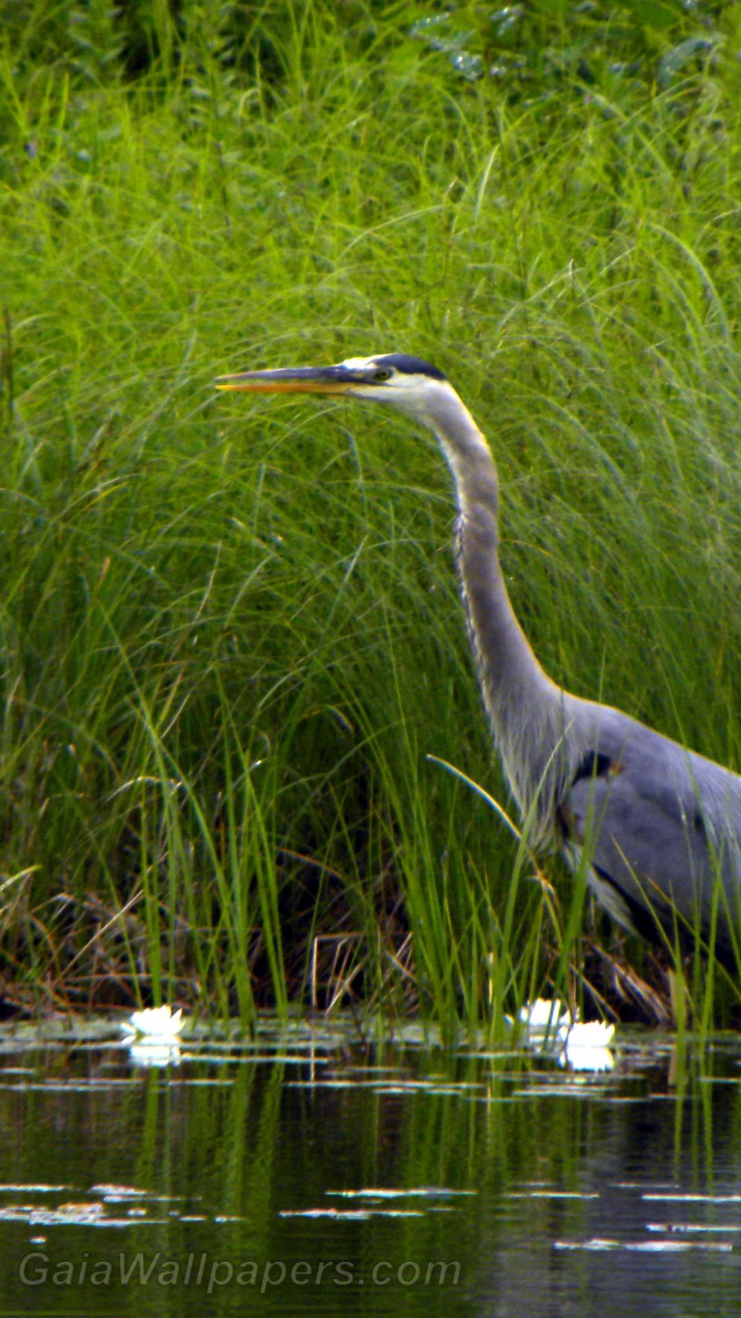 Fishing Great Blue Heron - Great Blue Heron - HD Wallpaper 