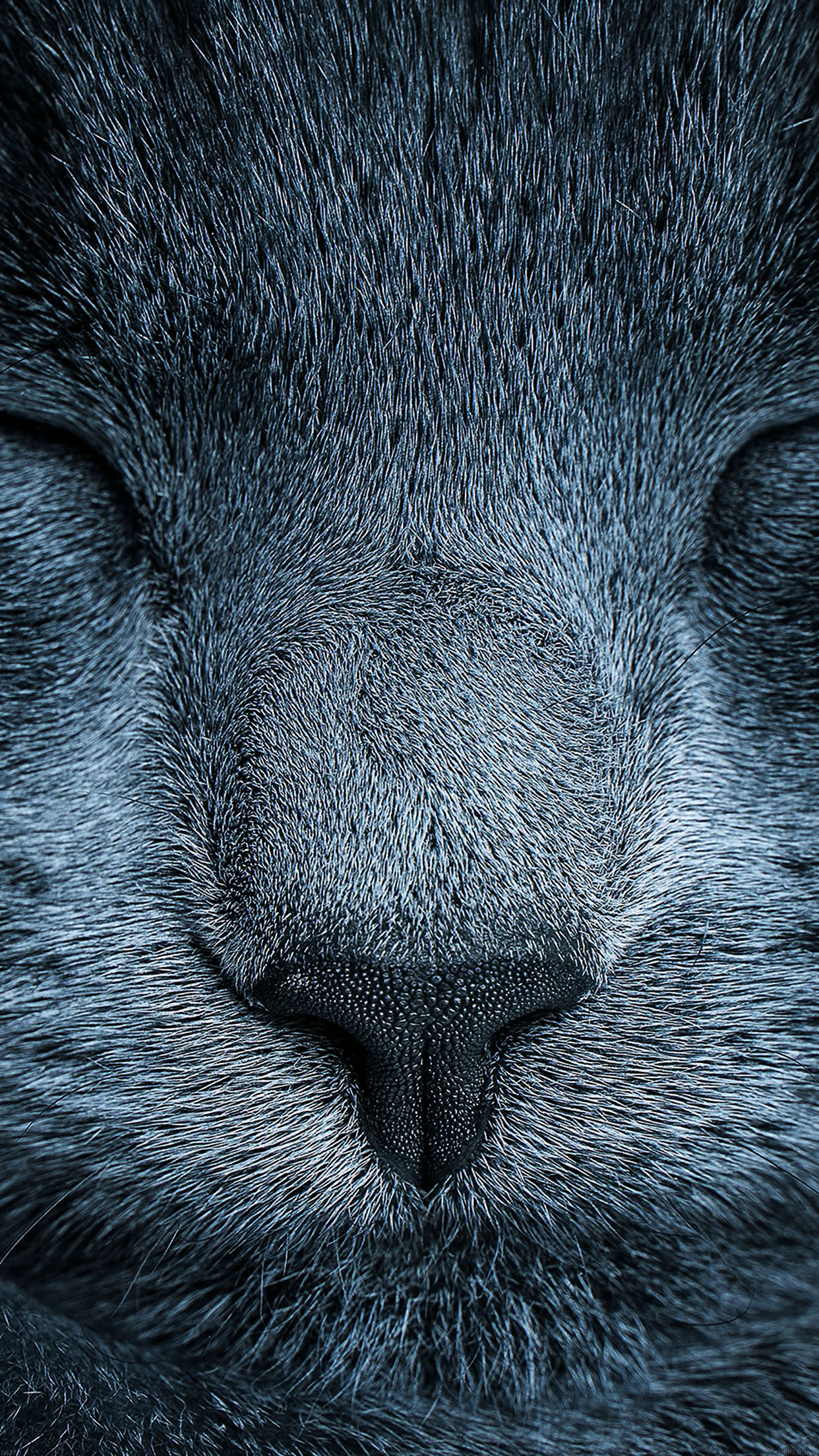 Sleeping Blue Cat Zoom Nature Android Wallpaper - Fond Ecran Iphone 6 Hd - 1242x2208 Wallpaper Sleeping Blue Cat Zoom Nature Android Wallpaper - Fond Ecran Iphone 6 Hd - 1242x2208 Wallpaper