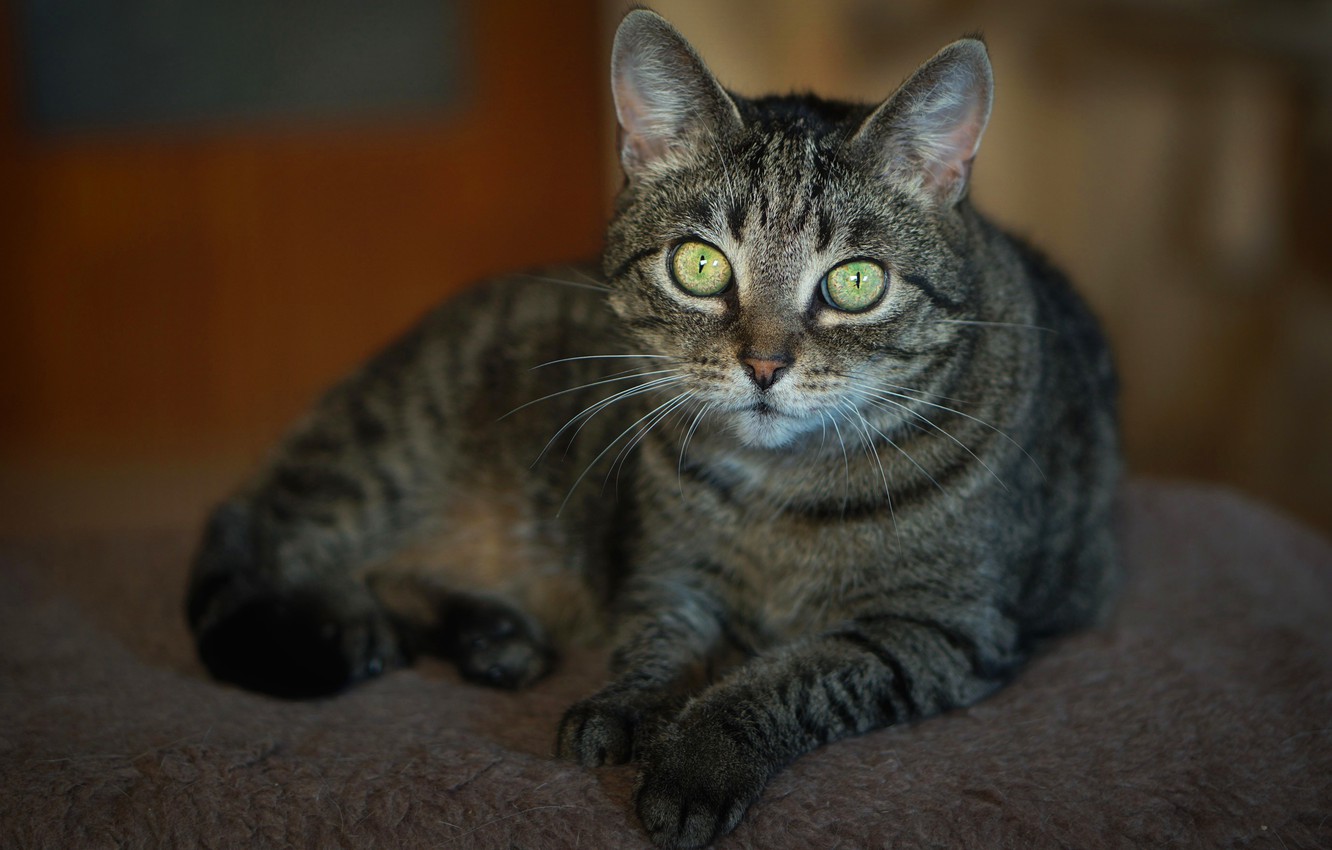 Photo Wallpaper Cat, Cat, Look, Pose, Grey, Background, - Arabian Mau - HD Wallpaper 