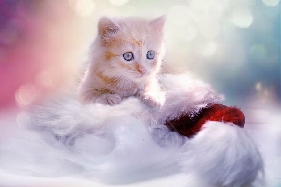 Orange Tabby Kitten On White Fur, Grey, Heart, Cat, - Imagenes De Animales Tiernos Para Fondo De Pantalla - HD Wallpaper 