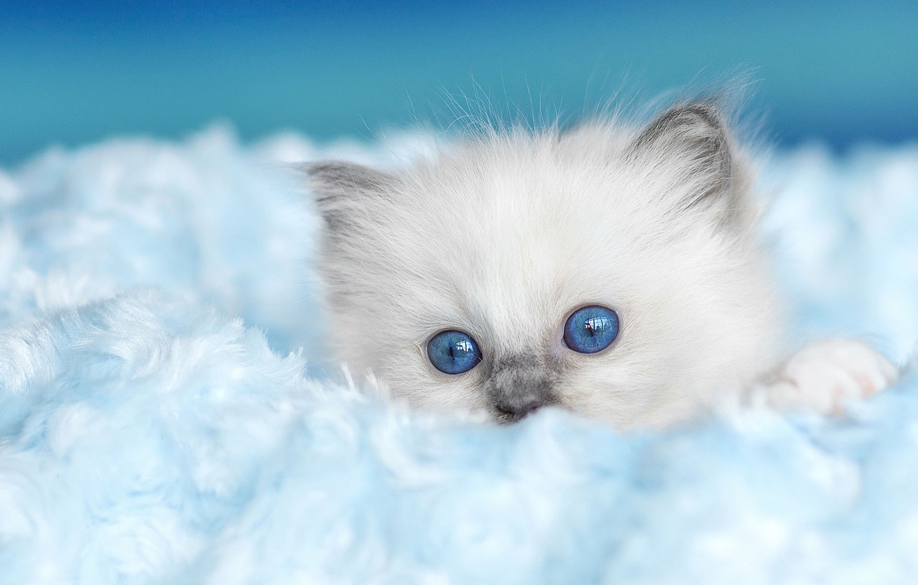 Photo Wallpaper Cat, Kitty, Background, Fluffy, Fur, - Открытки Среда Доброе Утро - HD Wallpaper 