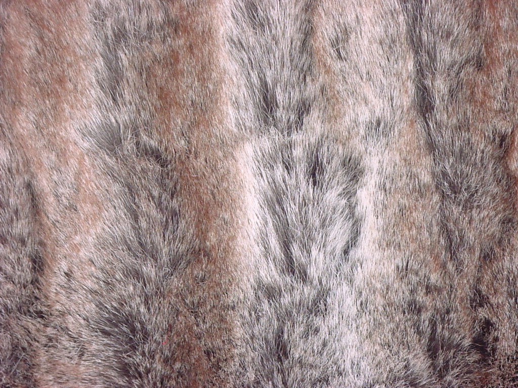 Raccoon Fur - HD Wallpaper 