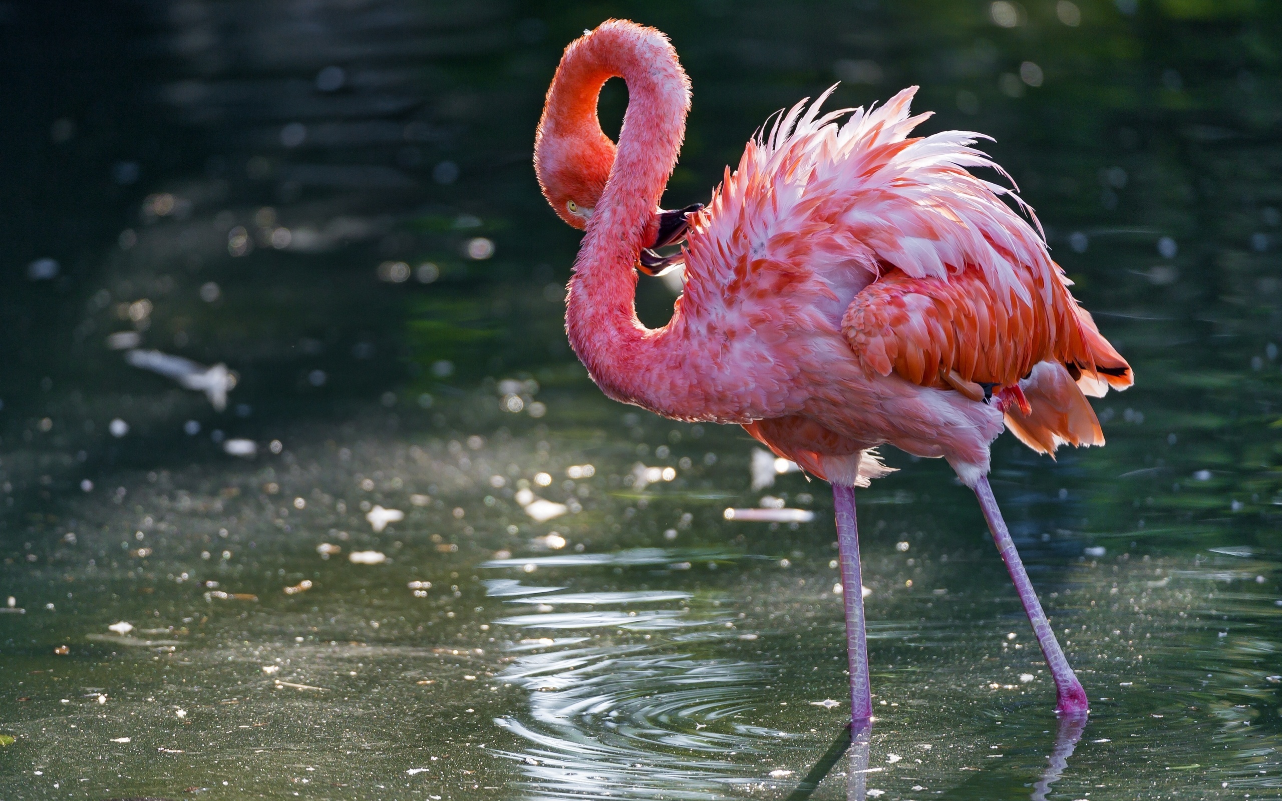 Flamingo Wallpapers Hd - Animals Flamingo Hd - HD Wallpaper 