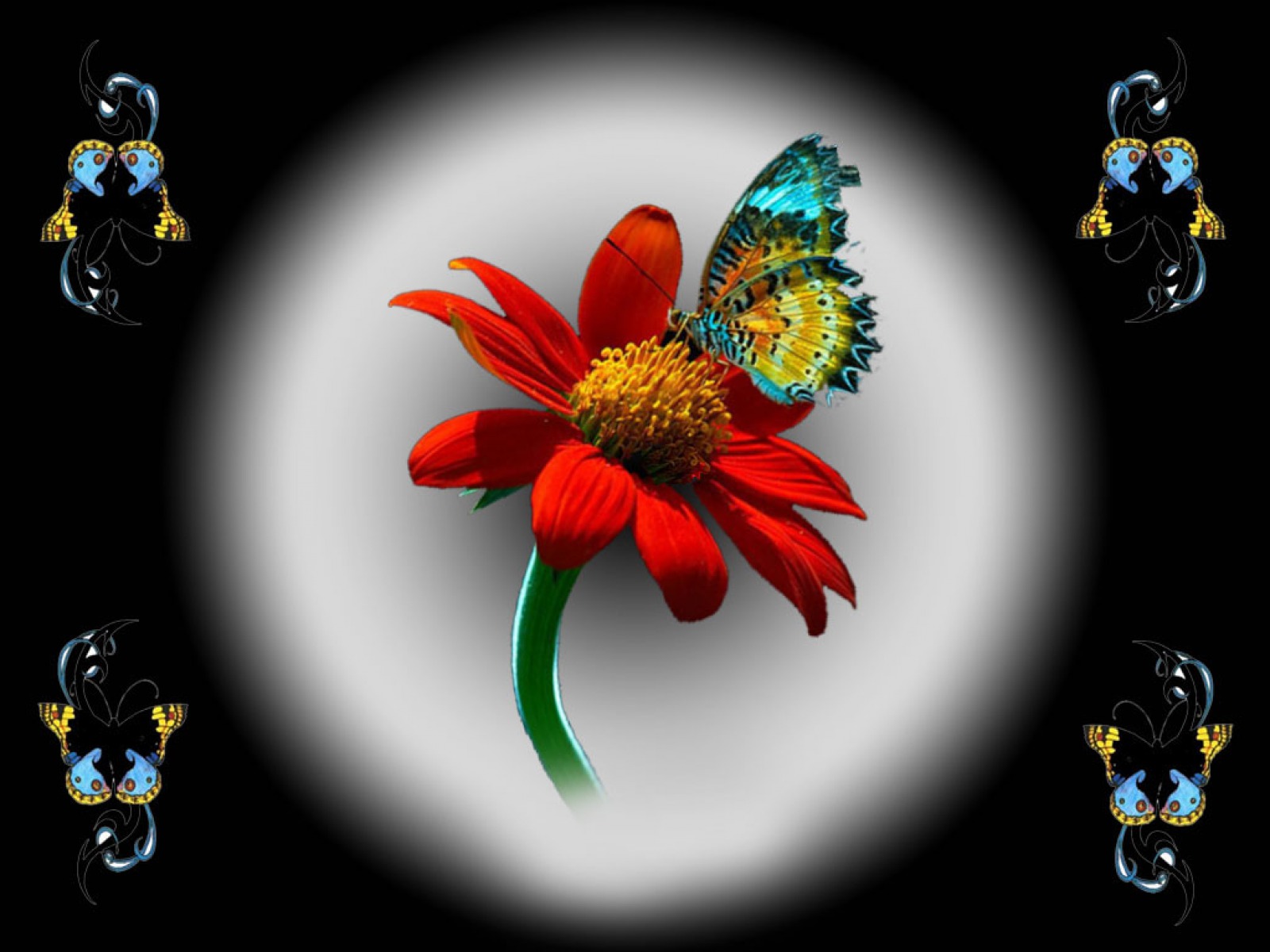 Butterfly - HD Wallpaper 