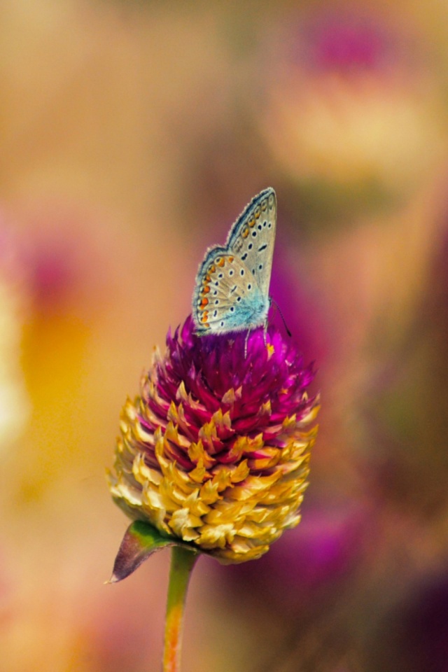 Butterfly Images Hd For Mobile - HD Wallpaper 