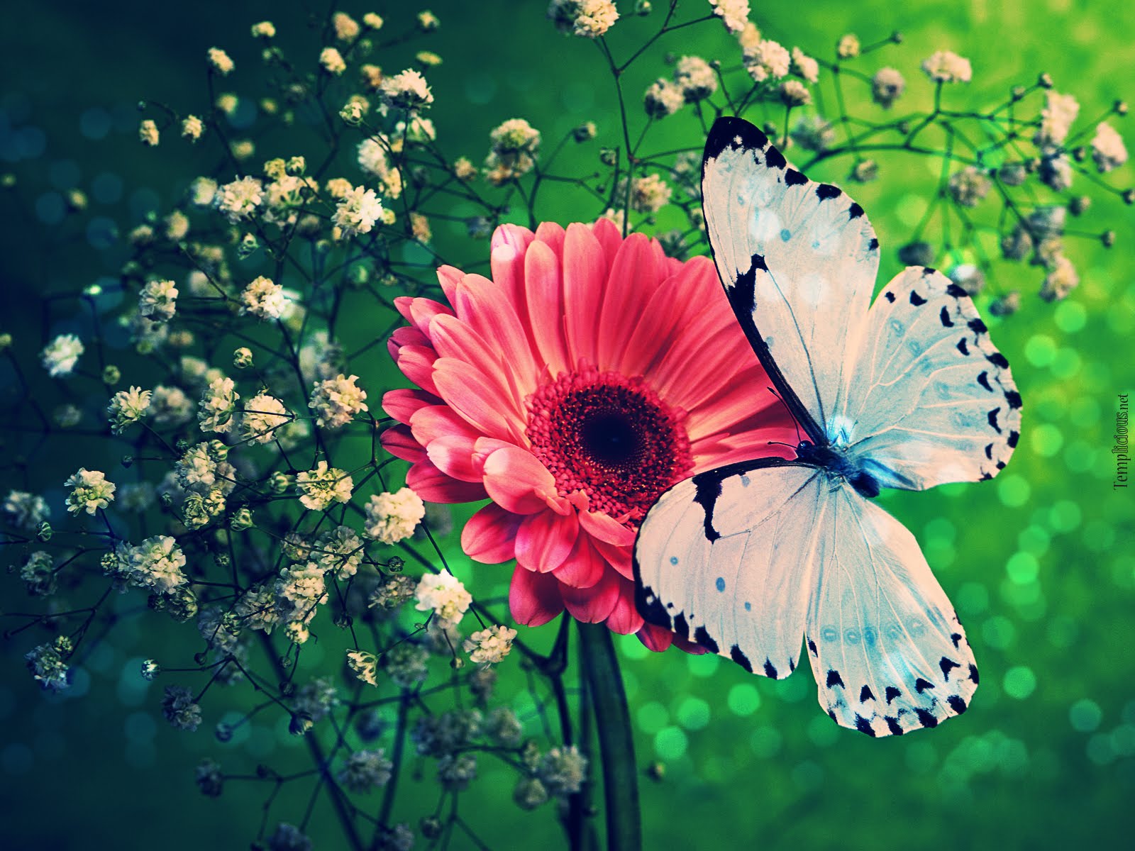 Colorful Butterflies Wallpaper Page - Flowers And Butterflies Photography - HD Wallpaper 