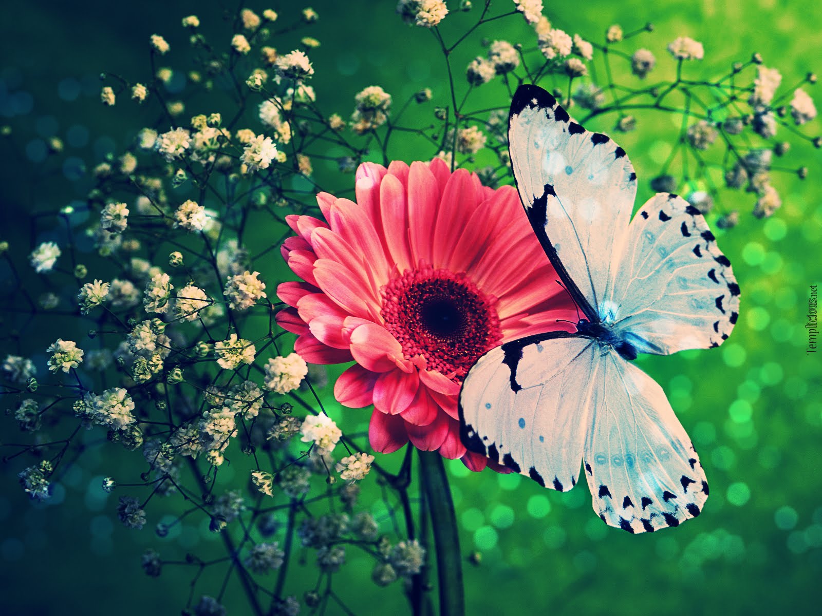 Colorful Butterflies Wallpaper Page - Flowers And Butterflies Photography - HD Wallpaper 
