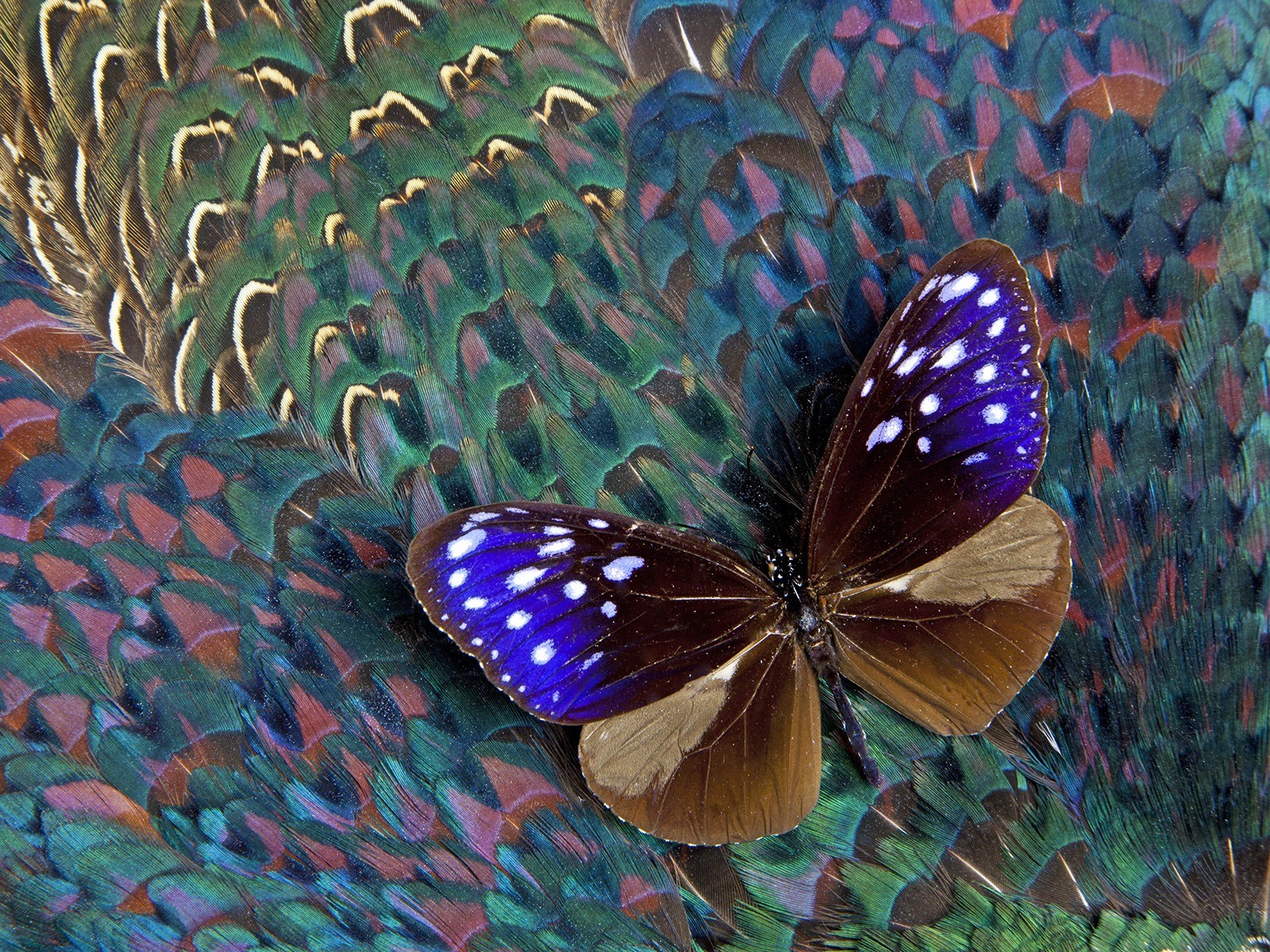 Colorful Butterfly - Butterfly - HD Wallpaper 