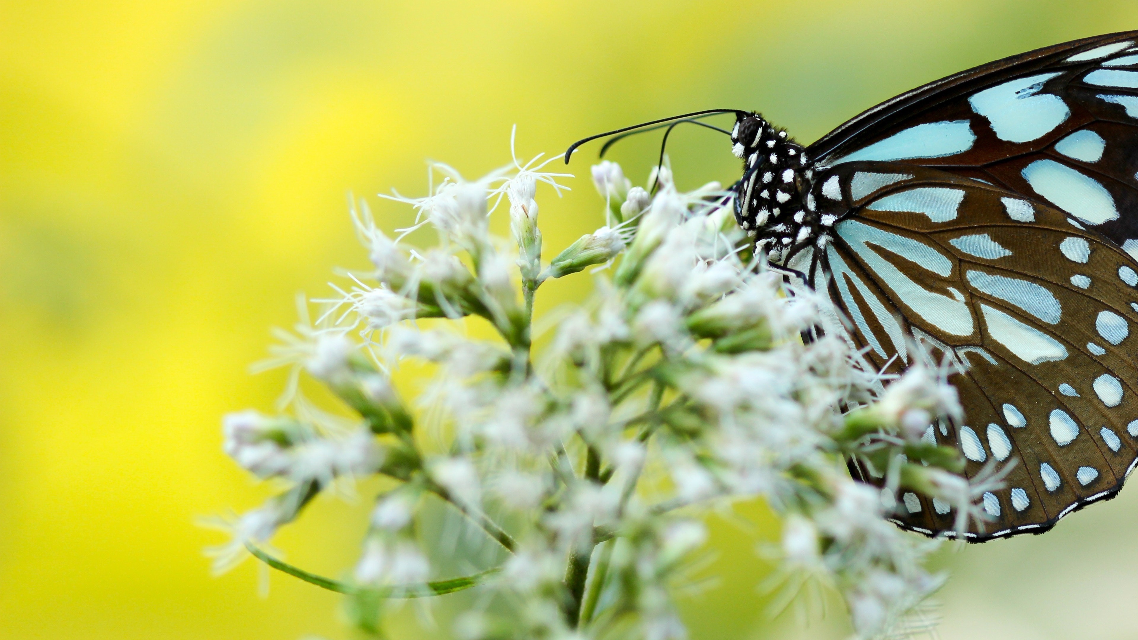 Colorful Butterfly 4k Wallpaper - Butterflies - HD Wallpaper 