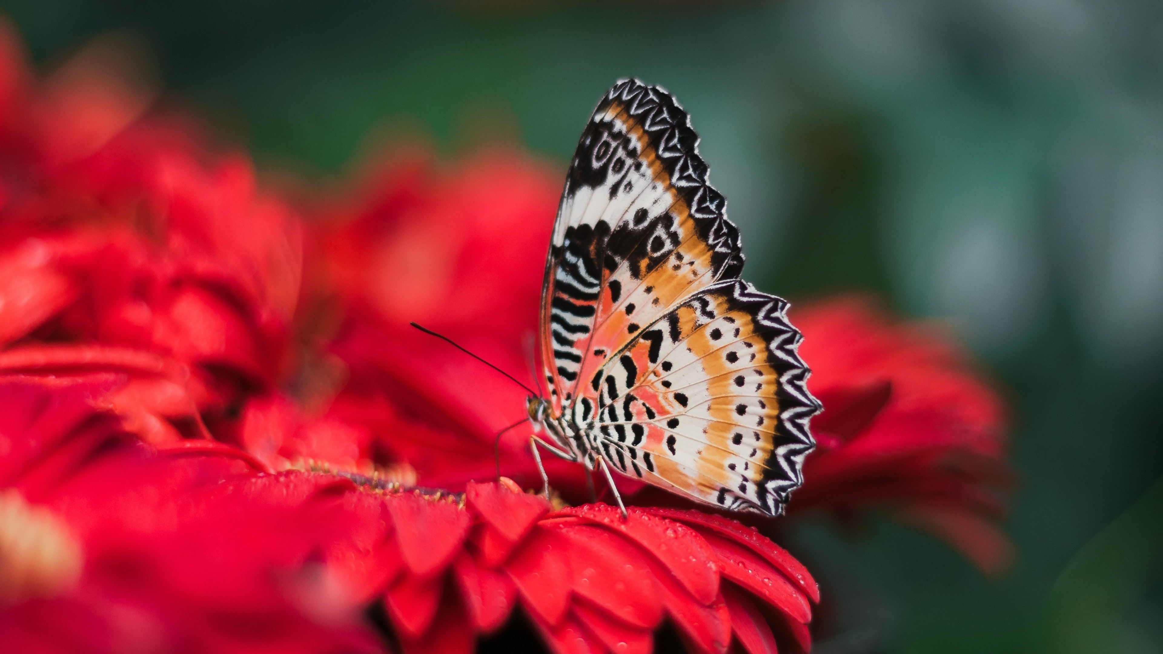 Colorful Butterfly On Red Flower 4k Wallpaper - Penang Butterfly Farm - HD Wallpaper 