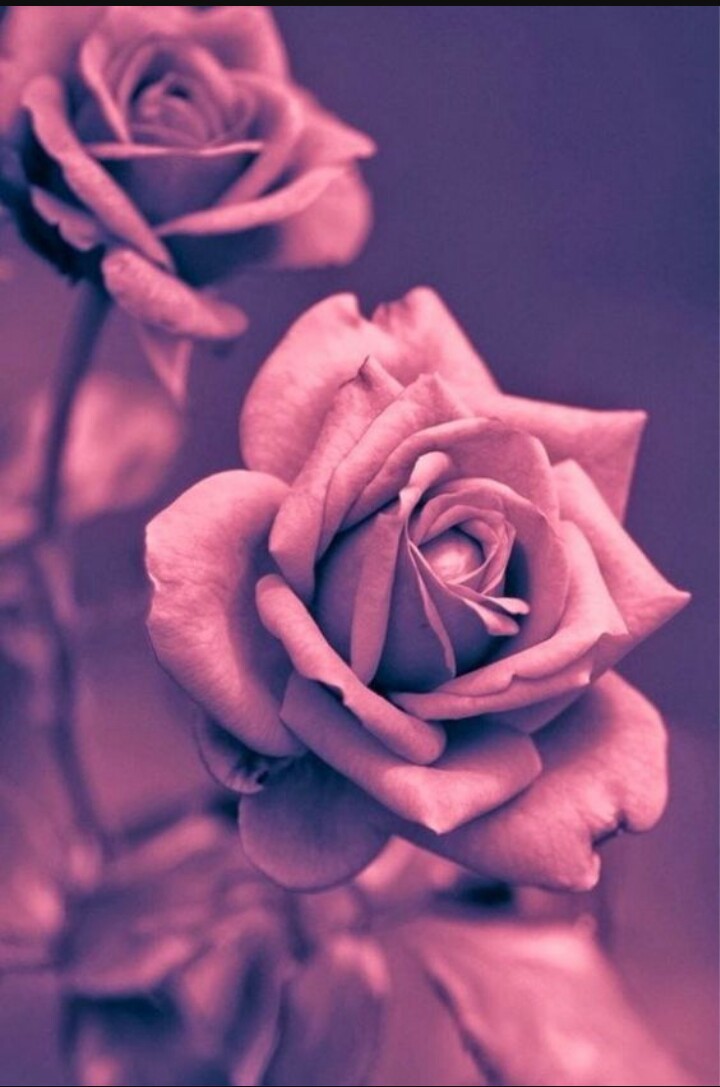 Rose, Wallpaper, And Flowers Image - Beautiful Pink Wallpaper Hd - HD Wallpaper 