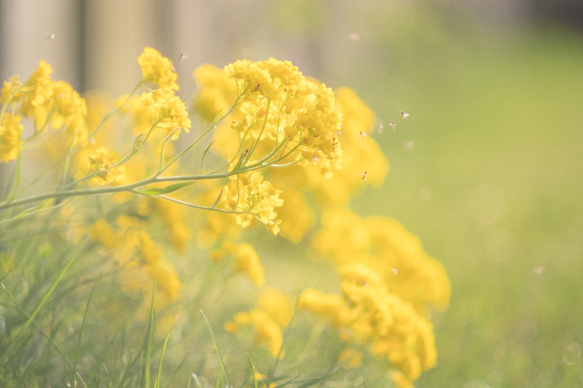 Mimosa - HD Wallpaper 