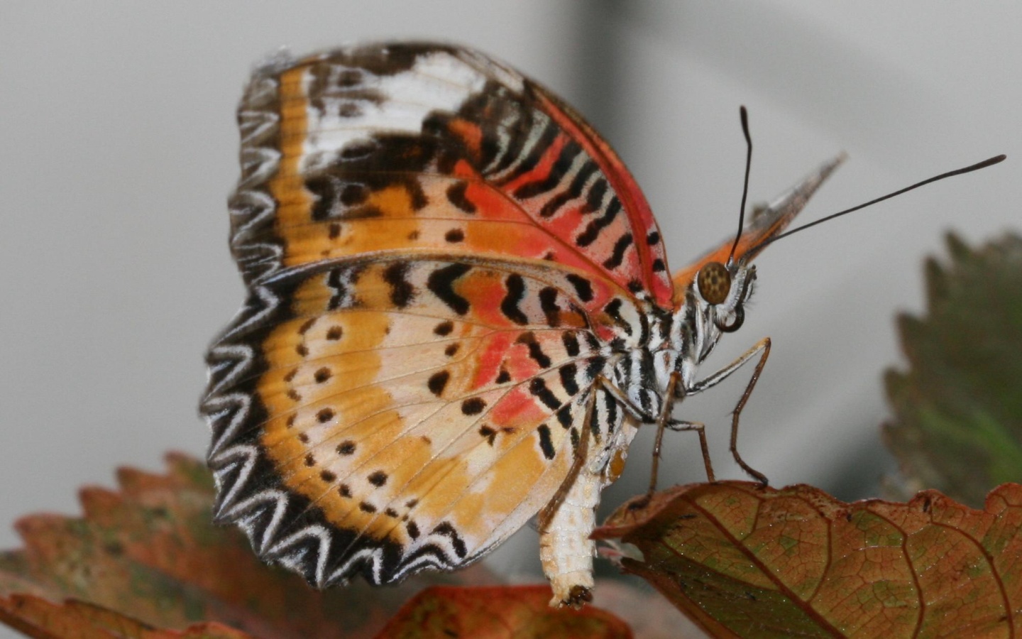 Brush-footed Butterfly - HD Wallpaper 