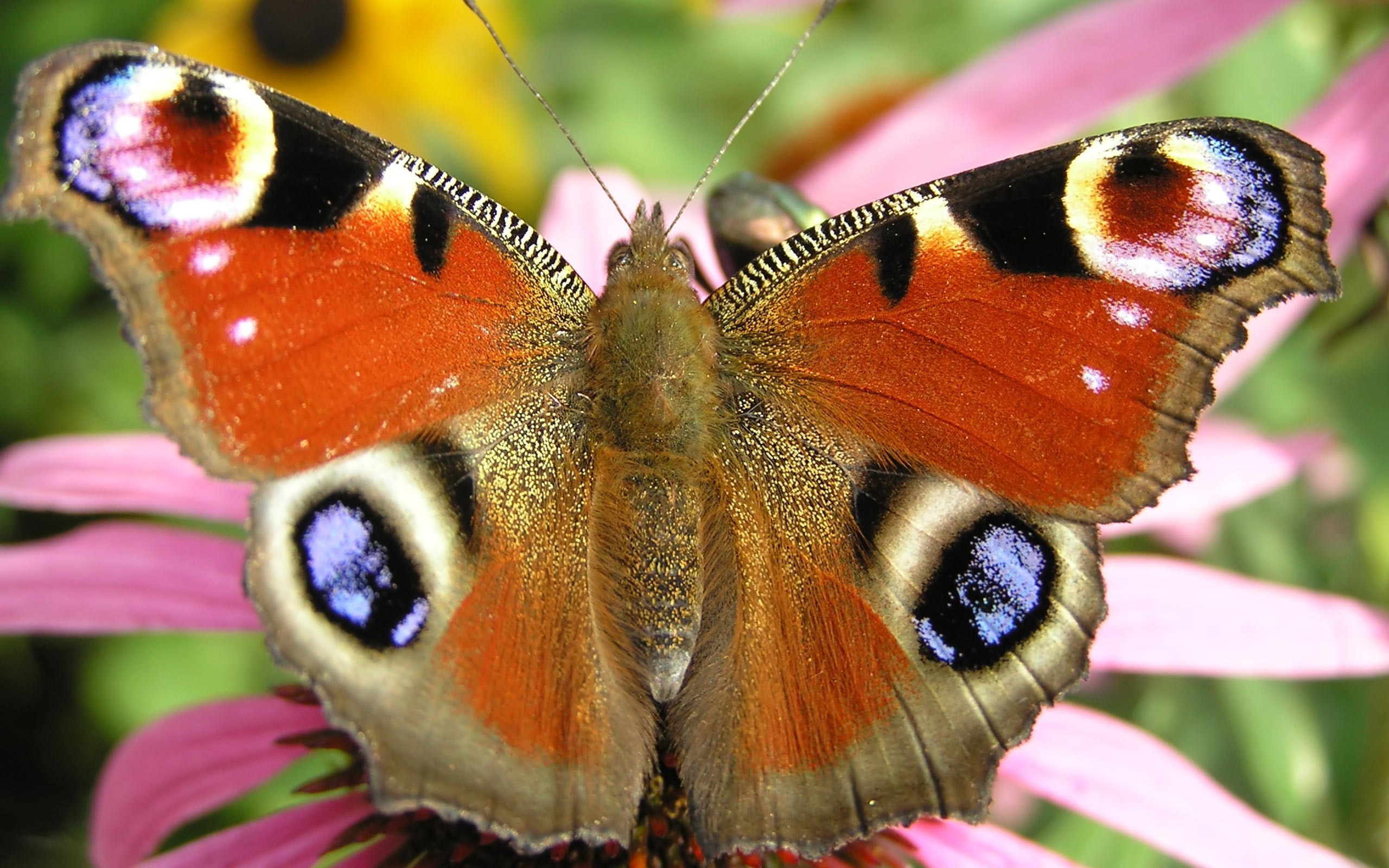 Colorful Butterfly Wallpaper - HD Wallpaper 