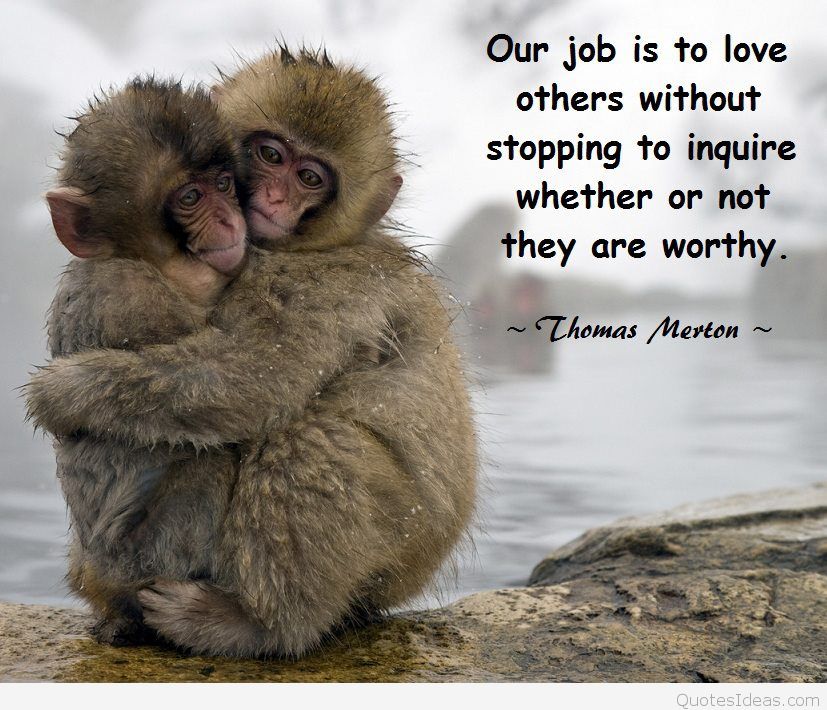 Inspirational Thoughts Quotes Pictures Wallpapers Photos - Quotes On Monkeys - HD Wallpaper 