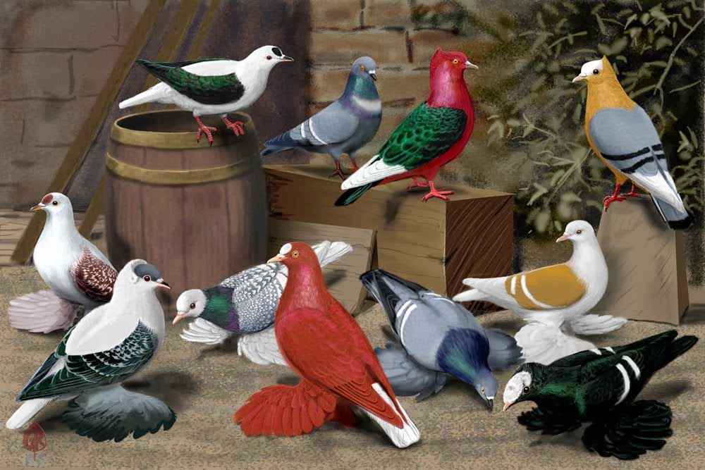 Multi Colours Pigeons Hd Image - Pigeon Photos Download Hd - 1000x667 Wallpaper Multi Colours Pigeons Hd Image - Pigeon Photos Download Hd - 1000x667 Wallpaper