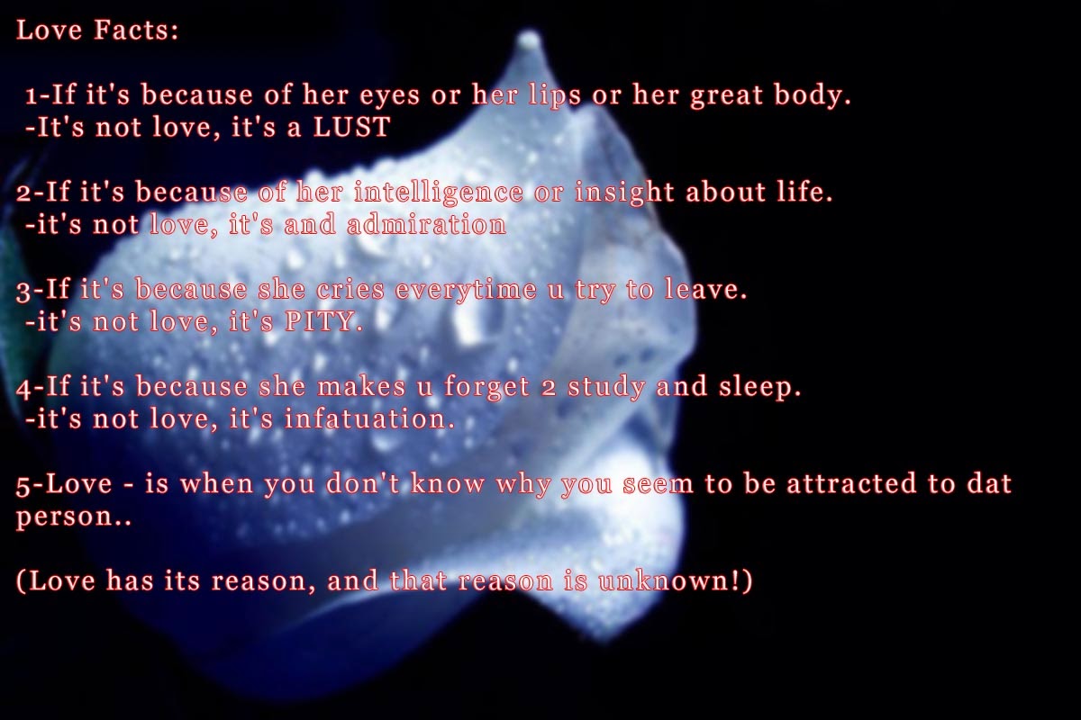 Trandafir Albastru - HD Wallpaper 