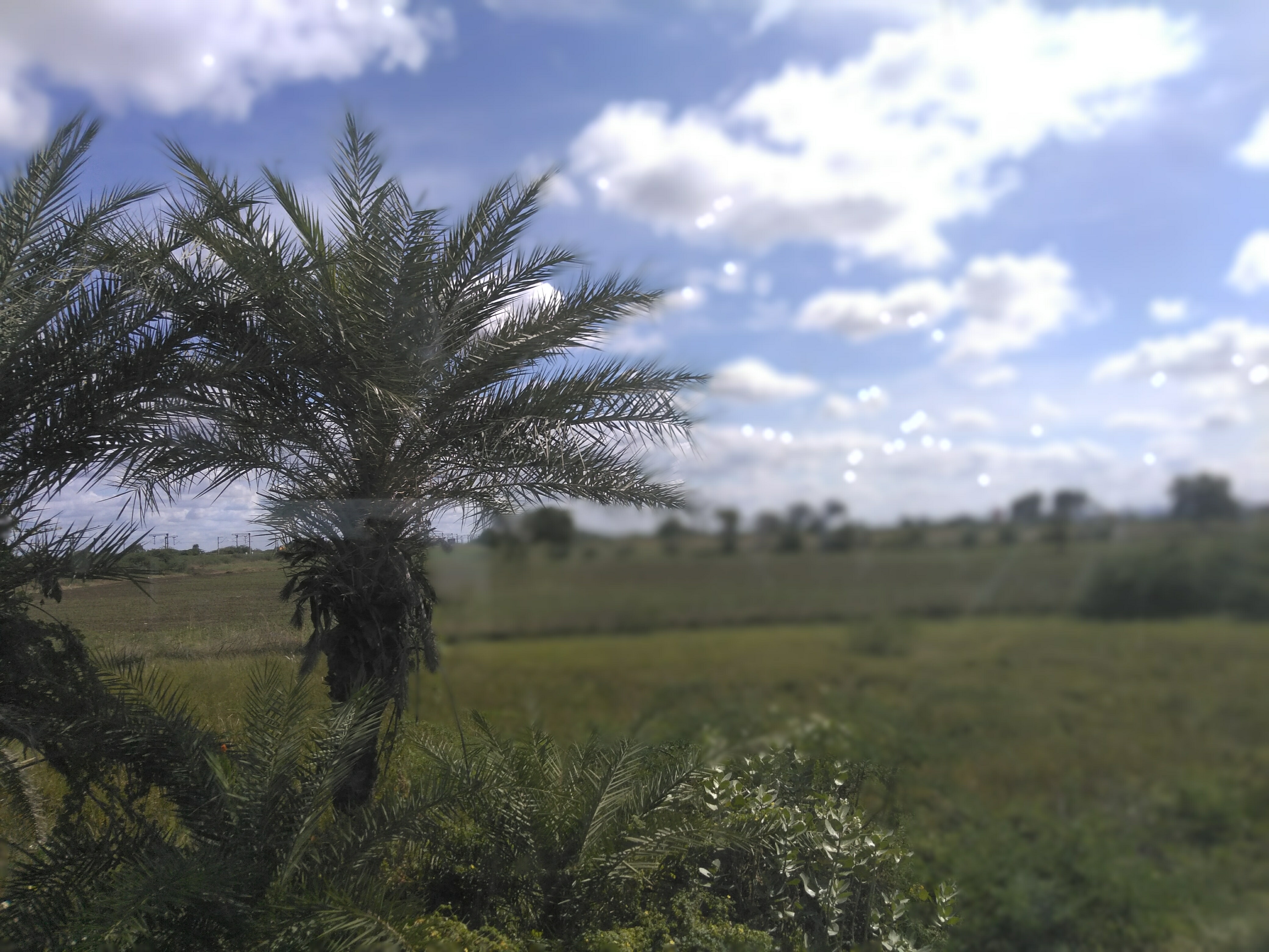 Attalea Speciosa - HD Wallpaper 