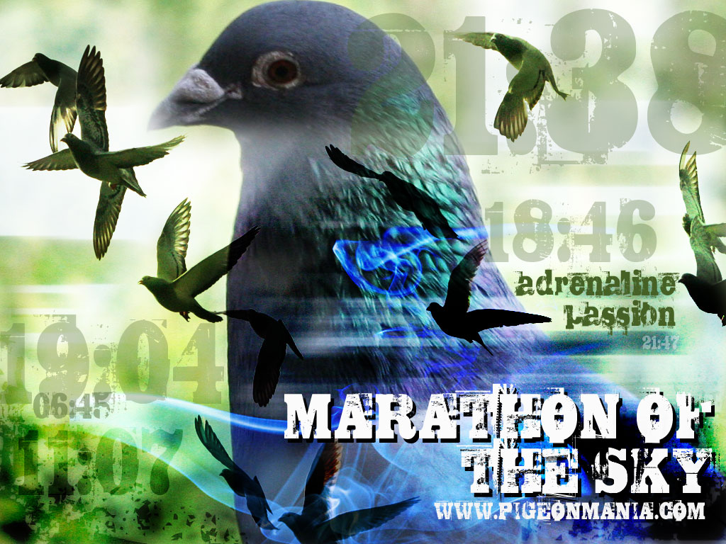 Racing Pigeon Logo Wallpaper Designs 1024x768 Wallpaper teahub.io