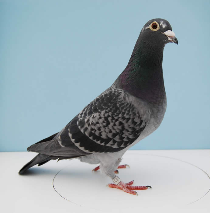 Google Com Pigeion Raceing - HD Wallpaper 