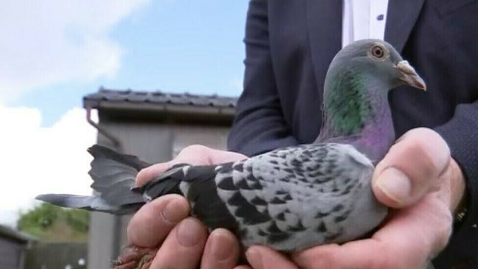 Pombo Mais Caro Do Mundo - HD Wallpaper 