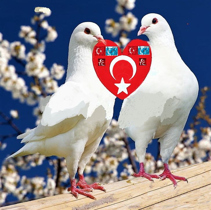Homing Pigeon Racing Homer Fantail Pigeon Bird Streptopelia - Two White Pigeons - HD Wallpaper 