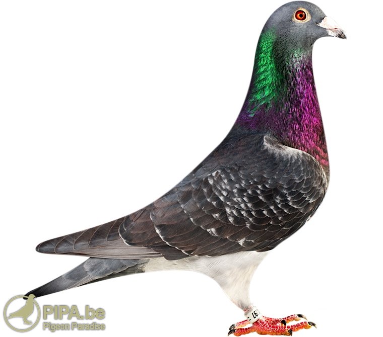 Most Beautiful Racing Pigeon - 760x670 Wallpaper 