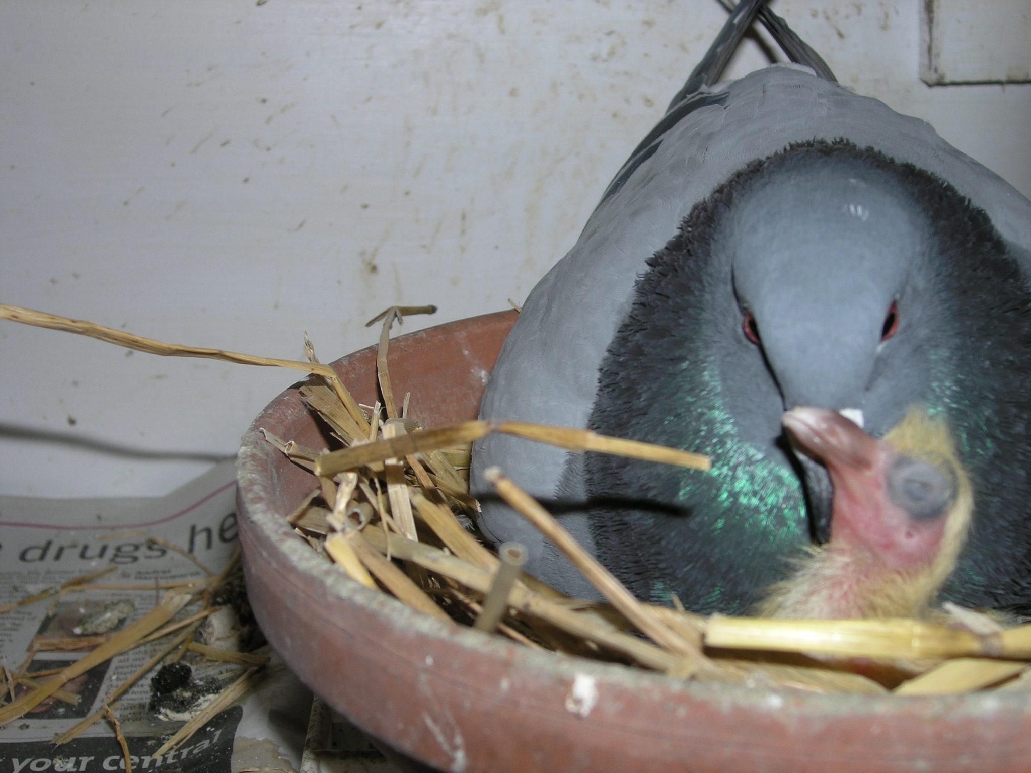Pigeon Breeding - Pigeon Breeding Tips - HD Wallpaper 