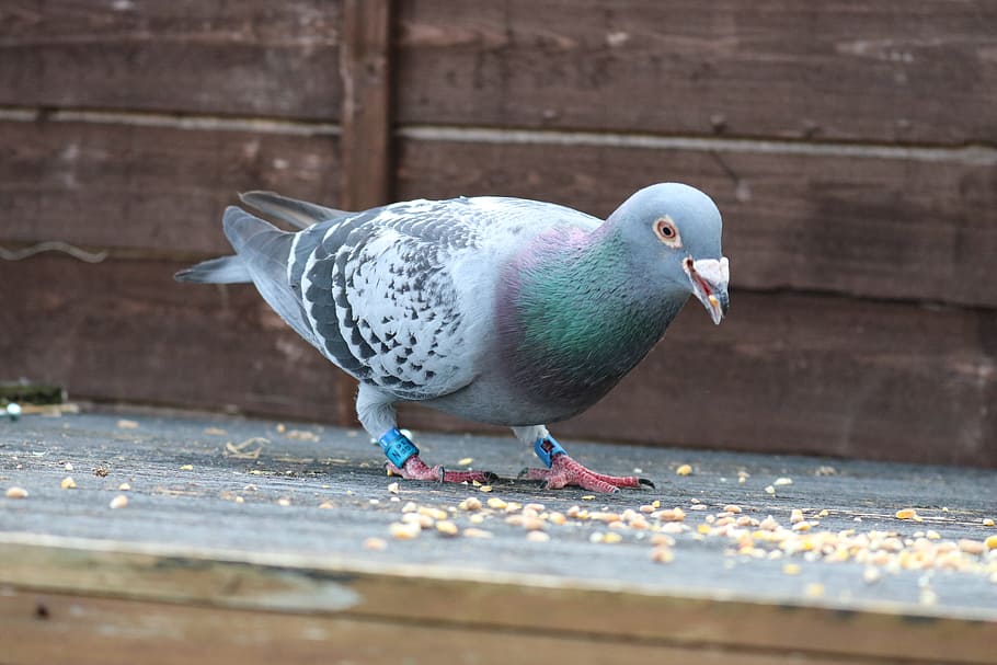 Racing Dove - HD Wallpaper 