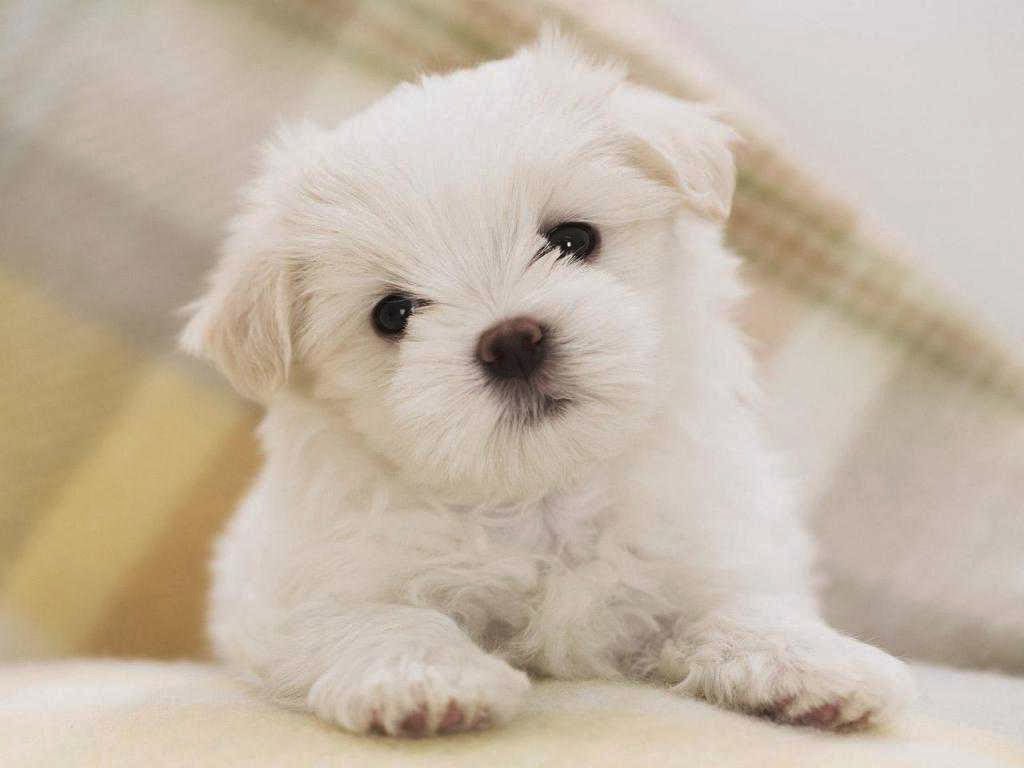Cute Wallpapers For Android Free Download - Cute White Poodle Puppies - HD Wallpaper 