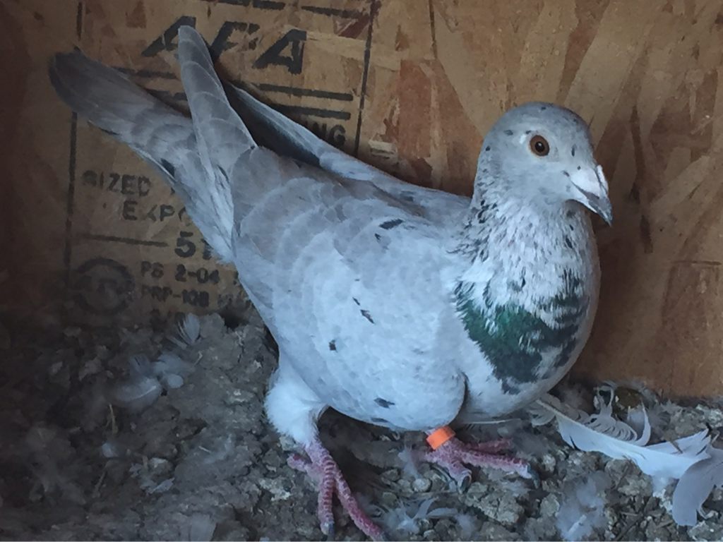 Picture - Stock Dove - HD Wallpaper 