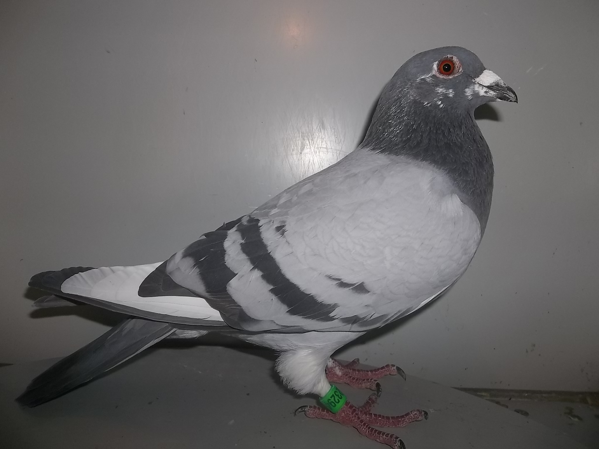 Pied Blue Bar Racing Pigeon 2048x1536 Wallpaper teahub.io