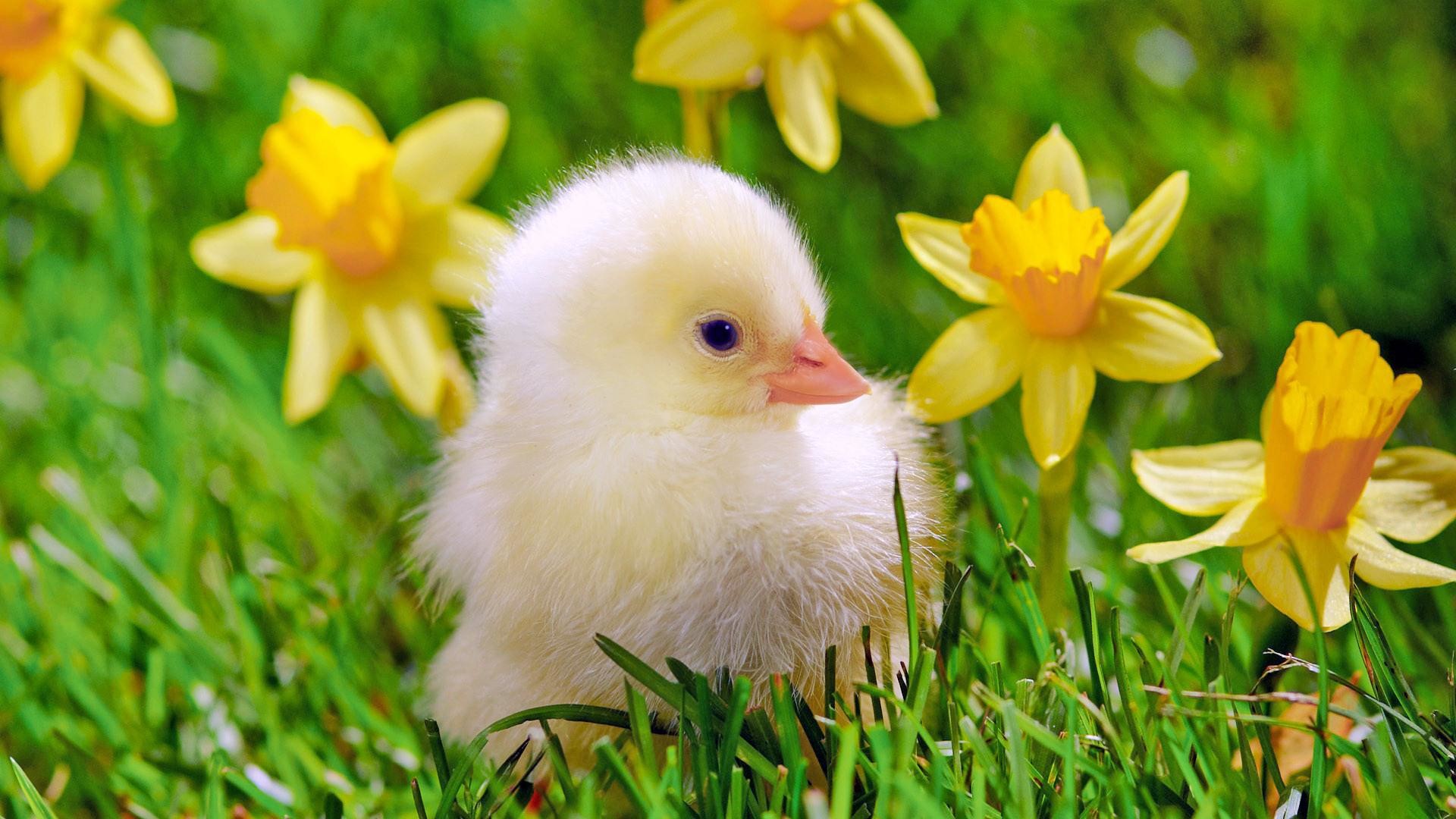Baby Chicks Hd Wallpapers - Beautiful Baby Chickens - HD Wallpaper 