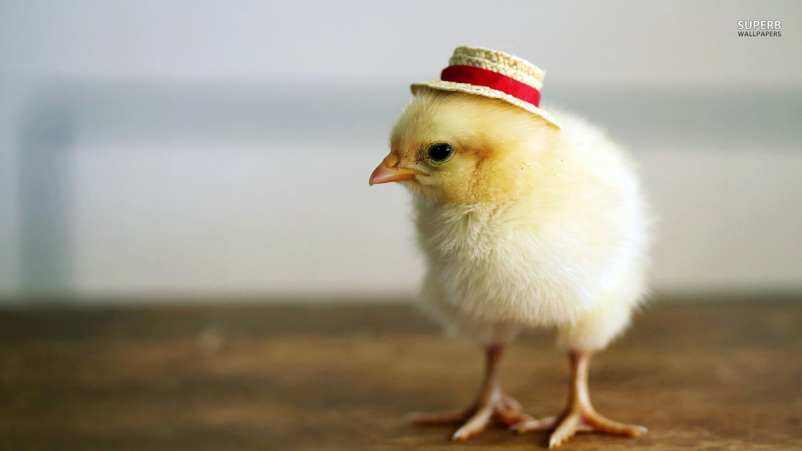 Chick - Chick Wallpaper Hd - HD Wallpaper 