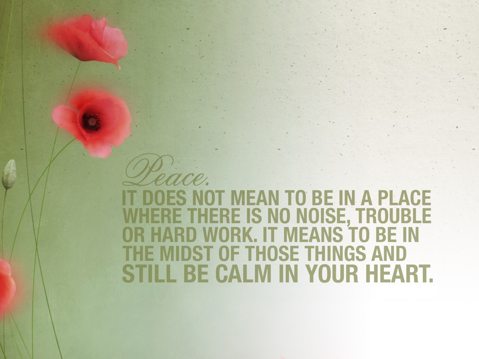 Thought For The Day - Corn Poppy - HD Wallpaper 
